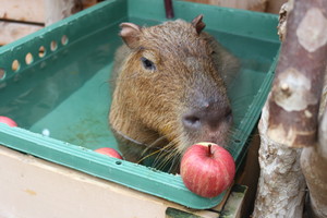 thum_capybara_015