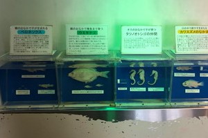 世界のさかな館013