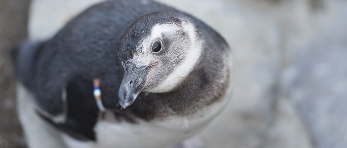 ペンギン