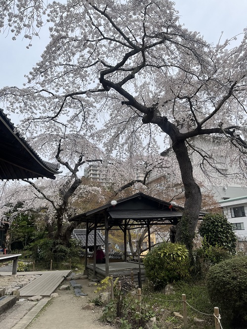 有馬の桜