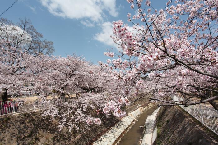 妙法寺川桜