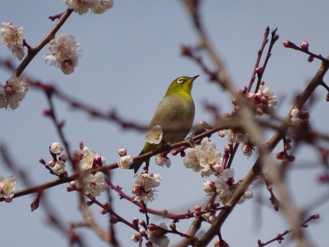 うぐいす