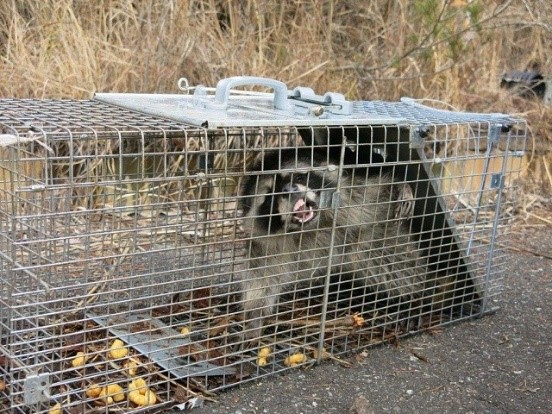 捕獲されたアライグマ