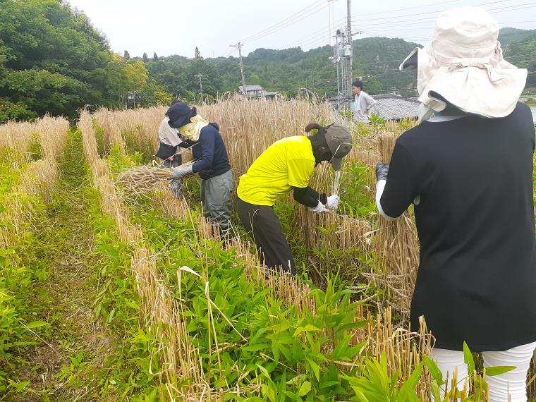 小麦収穫作業